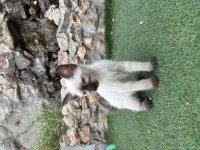 MÜKEMMEL KALİTE SİYAM KEDİSİ ERKEK