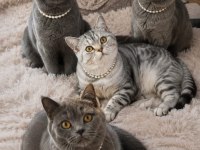 Erkek ve dişi popüler ırk kediler teslime hazır