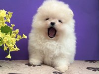 Show kalite sçr li pomeranian boo yavrularımız