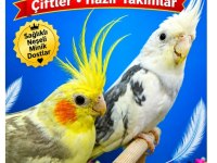 Sultan papağanı çiftler