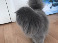 5 aylık Scottish fold longhair dişi