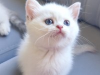 British shorthair yavrularımız