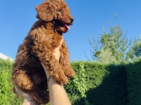 EN GÜZEL TOY POODLE BEBEKLERİMİZ