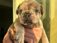 ACİL LİLACTAN MERLE VE BLUE FRENCH BULLDOG YAVRULARIMIZ