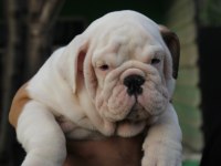 İNGİLİZ BULLDOG ŞEHİRİN DEDİKODULARI