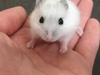 HAMSTER-GONZALES YAVRULARIMIZ HERYERE GÖNDERİM