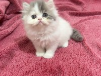 İran persian 40 günlük