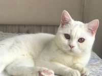Acil sahiplendirme british shorthair