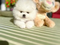 2 ERKEK AYICIKLAR POMERANİAN BOO