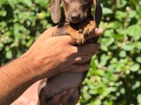 Çok özel nadir olan dachshund yavrumuz
