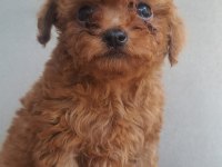 Kore Tea Cup Poodle yavrular