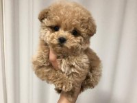 MALTİPOO YAVRULARI ACIK VE ESMER RENK ÇEŞİTLERR