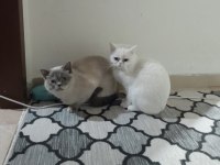 Erkek ve dişi scottish fold