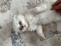 Scottish fold long hair