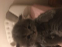 Efsana kedim british shorthair