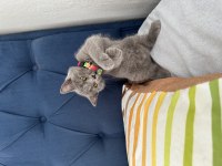 Fırtına gibi oyun kedisi