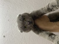 Scottish Fold 11 Aylık Dişi
