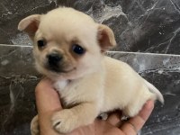 Chihuahua sevgililer gününe özel kampanya