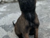 3 Dişi Belçika Malinois