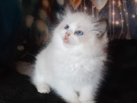 Peri masalı ragdoll yavrularım