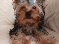 Orjinal Baby Face Yorkshire Terrier Erkek