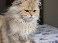 Mama karşılığı kedimiz sahiplendirilecek