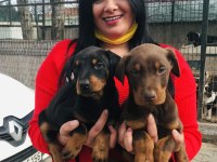Üst Kalite King Doberman Yavrularım
