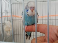Jumbo yavru muhabbet kuşu