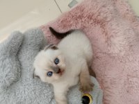 Mavi gözlü kedimiz kahve detaylı point yavrumuz