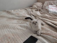 Blue point bebek kediler yeni yuvalarını arıyorlar
