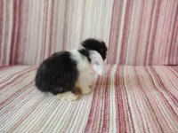 Cüce lop miniatur lop cüce tavşan çiftliği