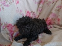 Dişi maltipoo
