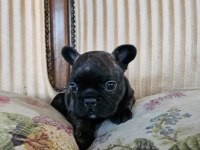Son Erkek yavru 45 günlük french bulldog