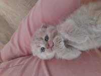 Lilac british shorthair dik kulak kırık kulak yavrularımız