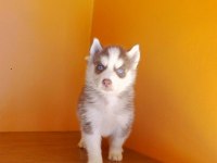 Husky Sibirya Yavruları