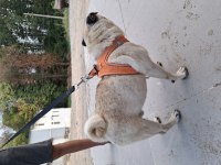 2 yasında erkek pug