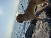 13 Aylık Golden Kırması Tatlış Köpek