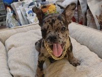 BEBEK FRENCH BULLDOG MERLE