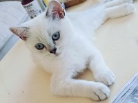 Güzel british shorthair kediler rezerveye açık