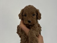 KORE KAN MALTİPOO BEBEKLERİM