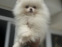 Ankranın en güzel pomeranian ları ziyarete açık