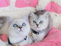 Maviş Point Ve Silver Brıtısh Shorthair Bebekleirm