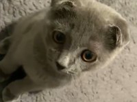 Safkan 0 kulak dişi scottish fold