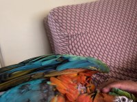 Harleguin macaw