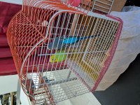 Satılık muhabbet kuşu çift