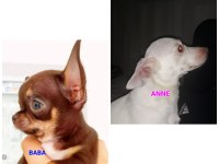Kendi kızımın chihuahua bebekleri