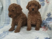 Kaliteli Poodle Yavrularimiz