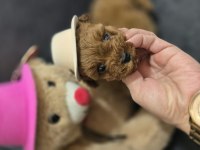 Toy poodle dişi ve erkek yavrumuz