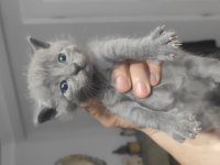 Hemen teslim mükemmel scottish fold tuvalet eğitimli