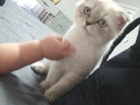 Scottish fold 4 aylık kedimiz